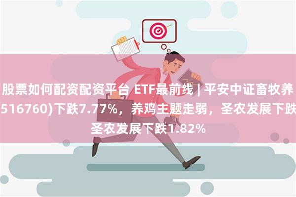 股票如何配资配资平台 ETF最前线 | 平安中证畜牧养殖ETF(516760)下跌7.77%，养鸡主题走弱，圣农发展下跌1.82%